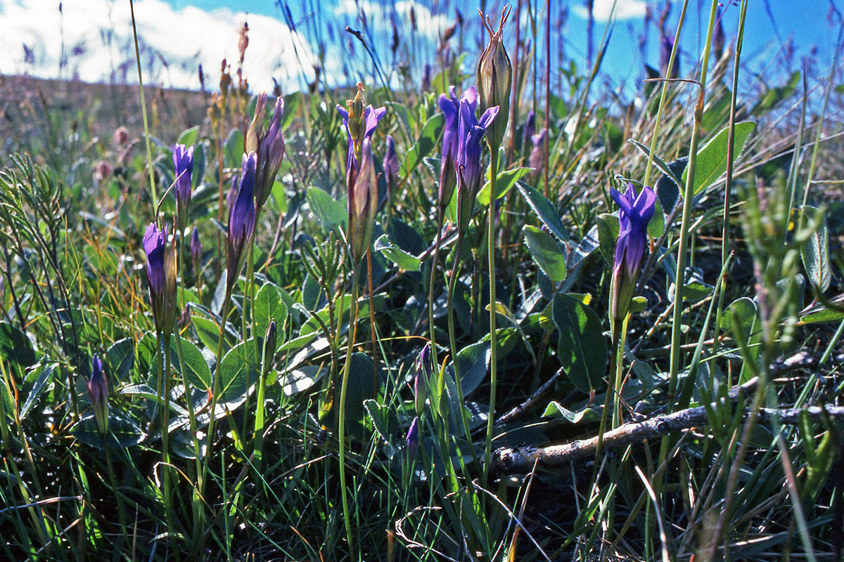 Gentianaceae Gentianopsis detonsa