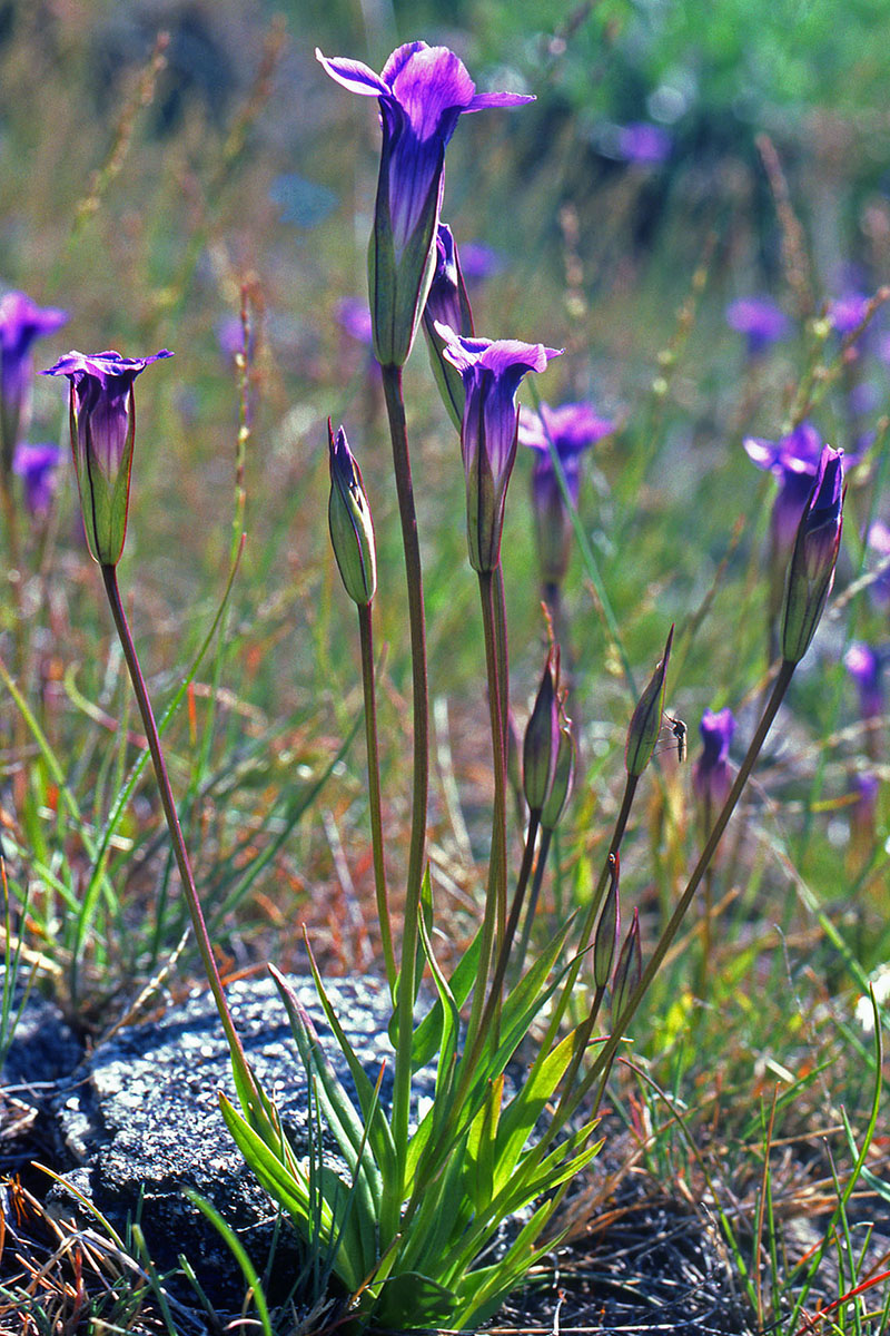 Gentianaceae Gentianopsis detonsa