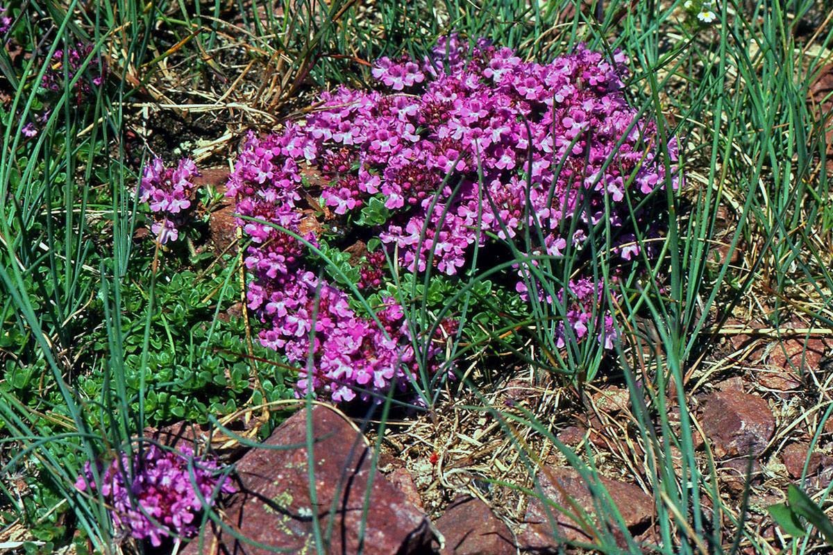 Lamiaceae Thymus praecox