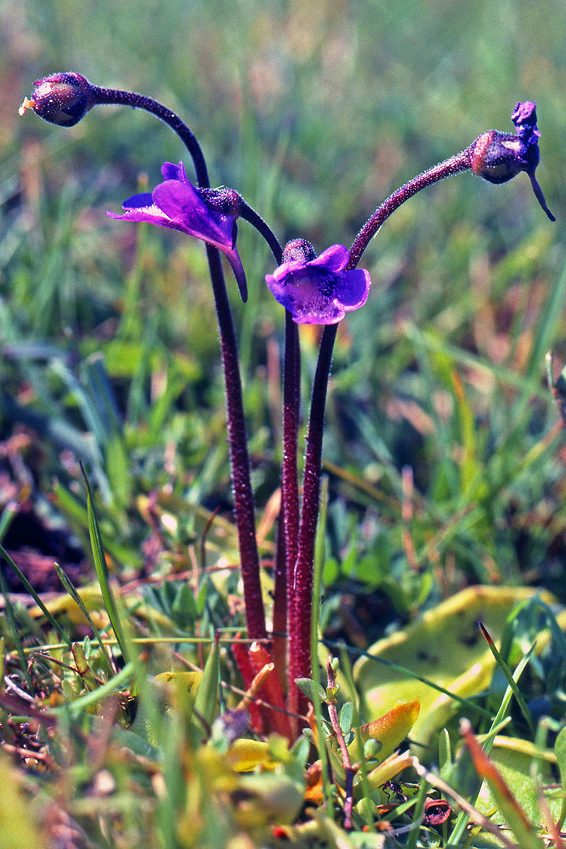 Lentibulariaceae Pinguicula vulgaris