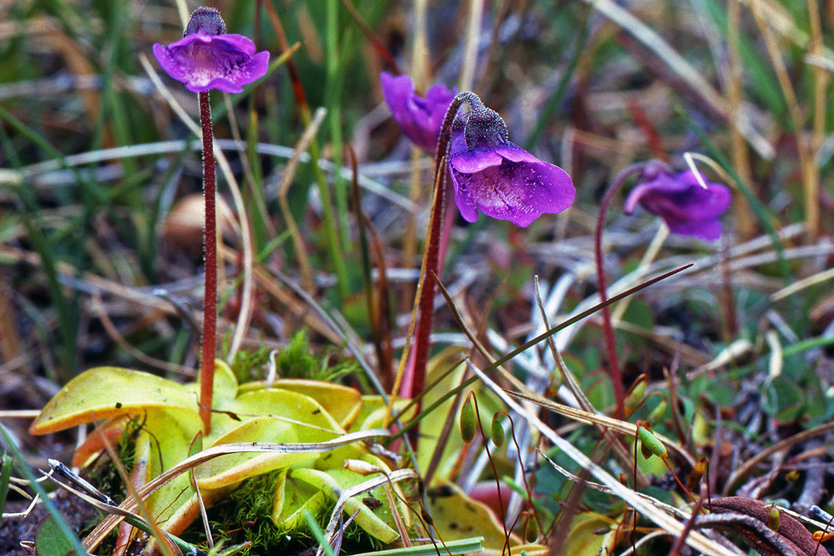 Lentibulariaceae Pinguicula vulgaris