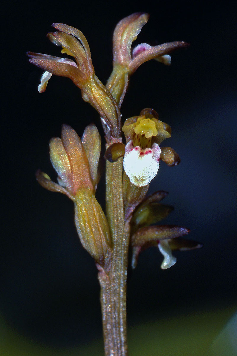 Orchidaceae Corallorhiza trifida