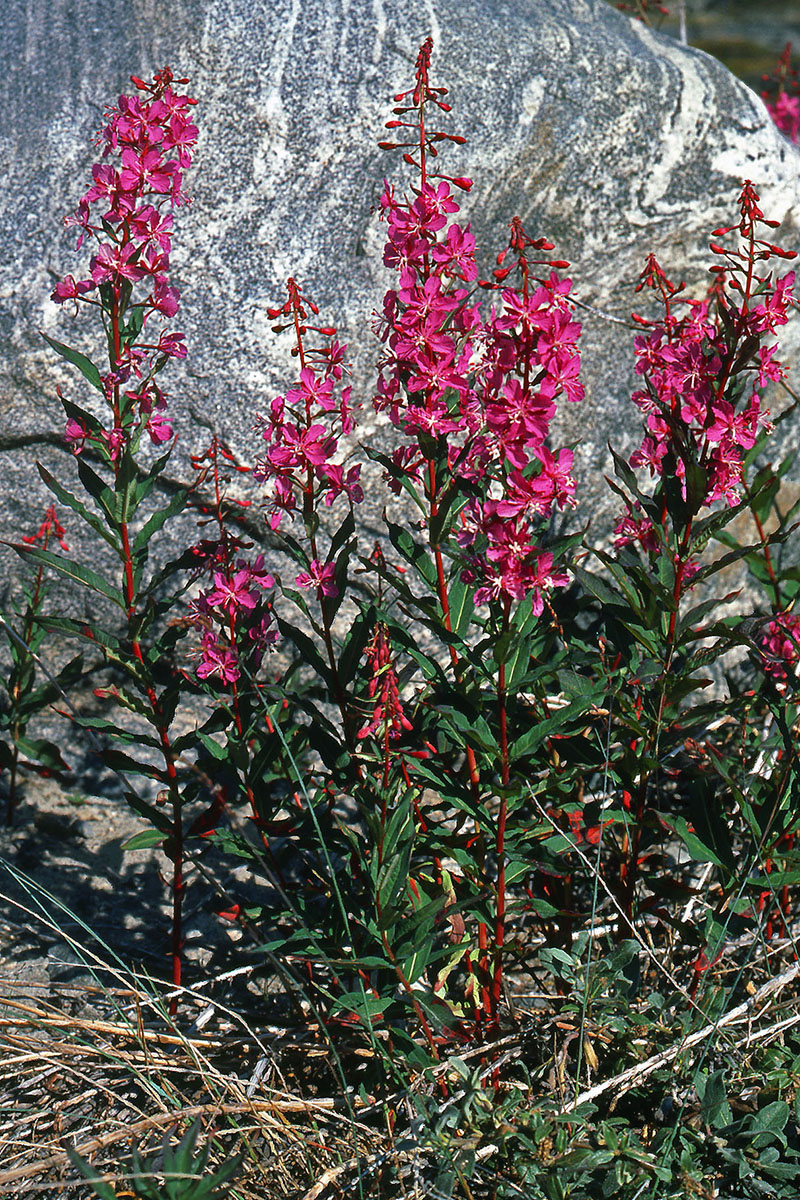 Onagraceae Epilobium angustifolium