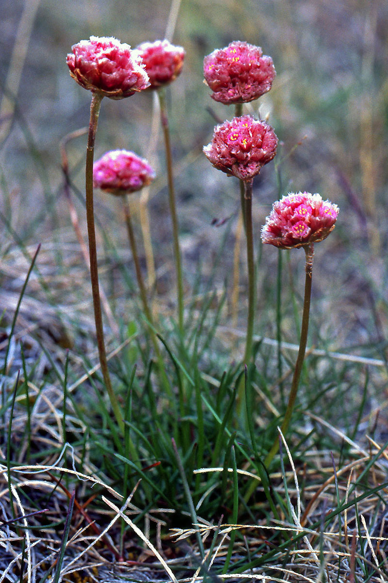 Plumbaginaceae Armeria maritima