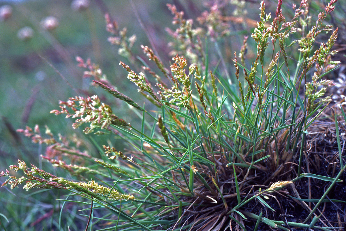 Poaceae Agrostis stolonifera