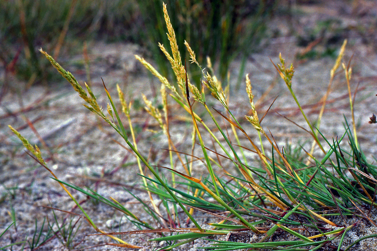 Poaceae Agrostis stolonifera