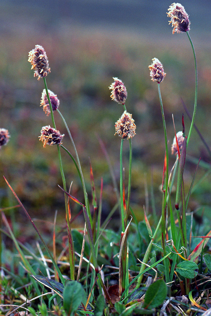 Poaceae Alopecurus magellanicus