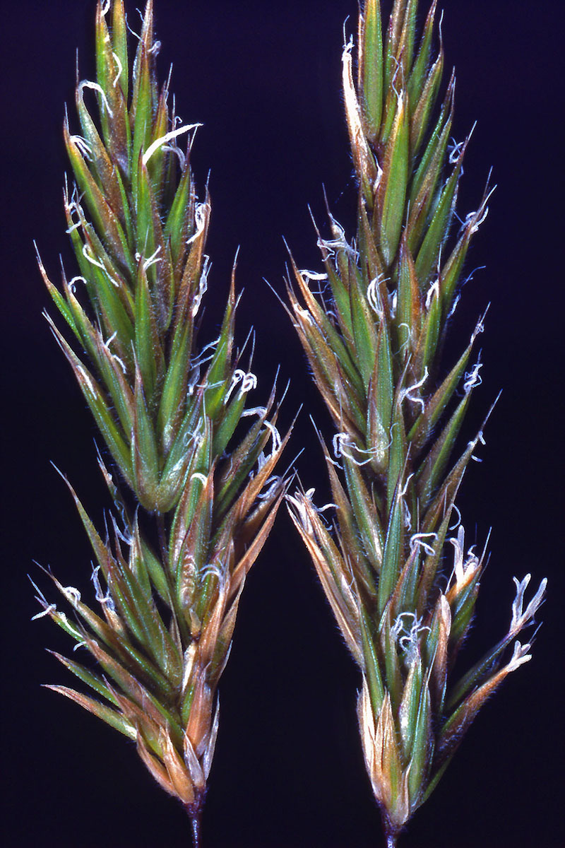 Poaceae Anthoxanthum odoratum