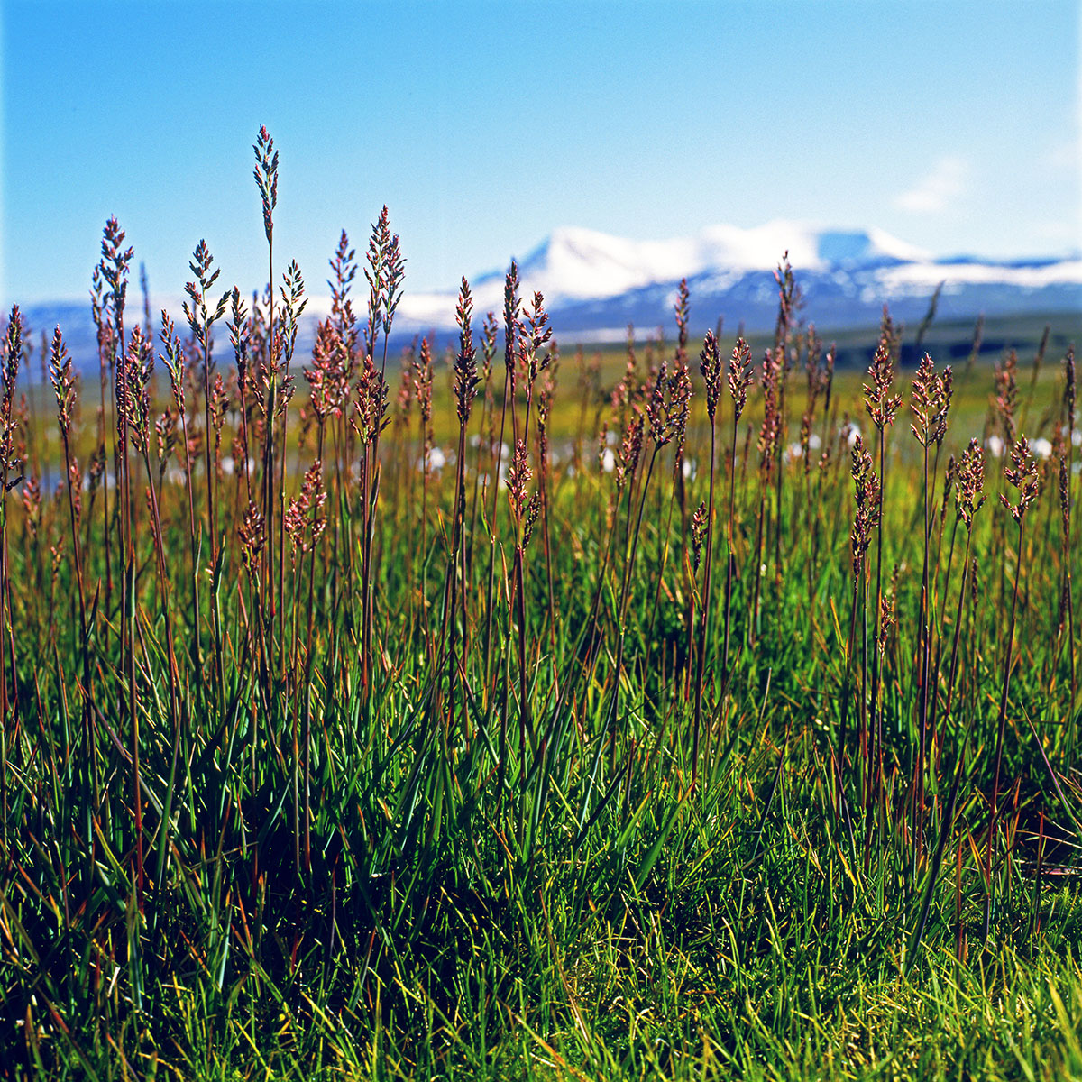 Poaceae Arctagrostis latifolia