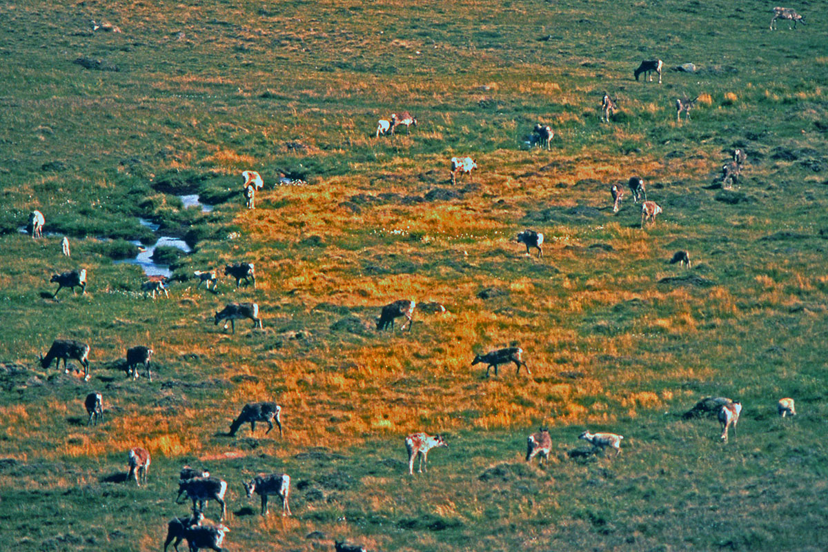 Poaceae Calamagrostis lapponica