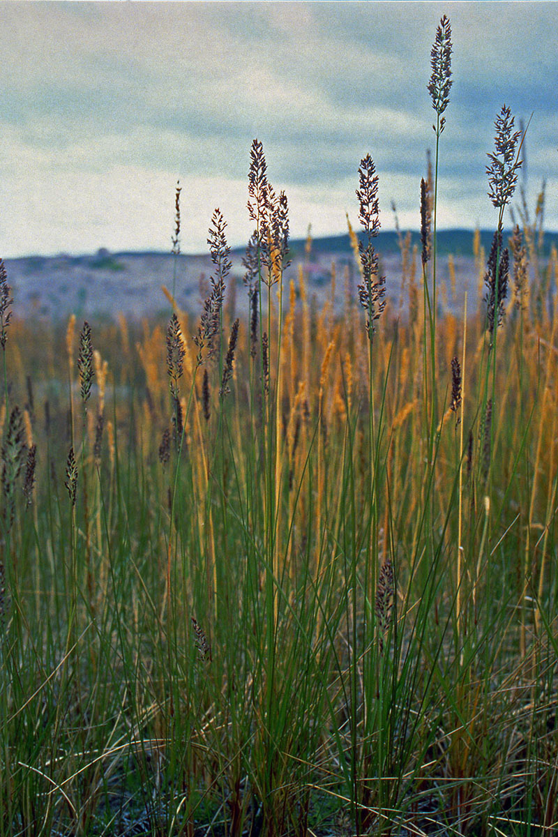 Poaceae Calamagrostis stricta