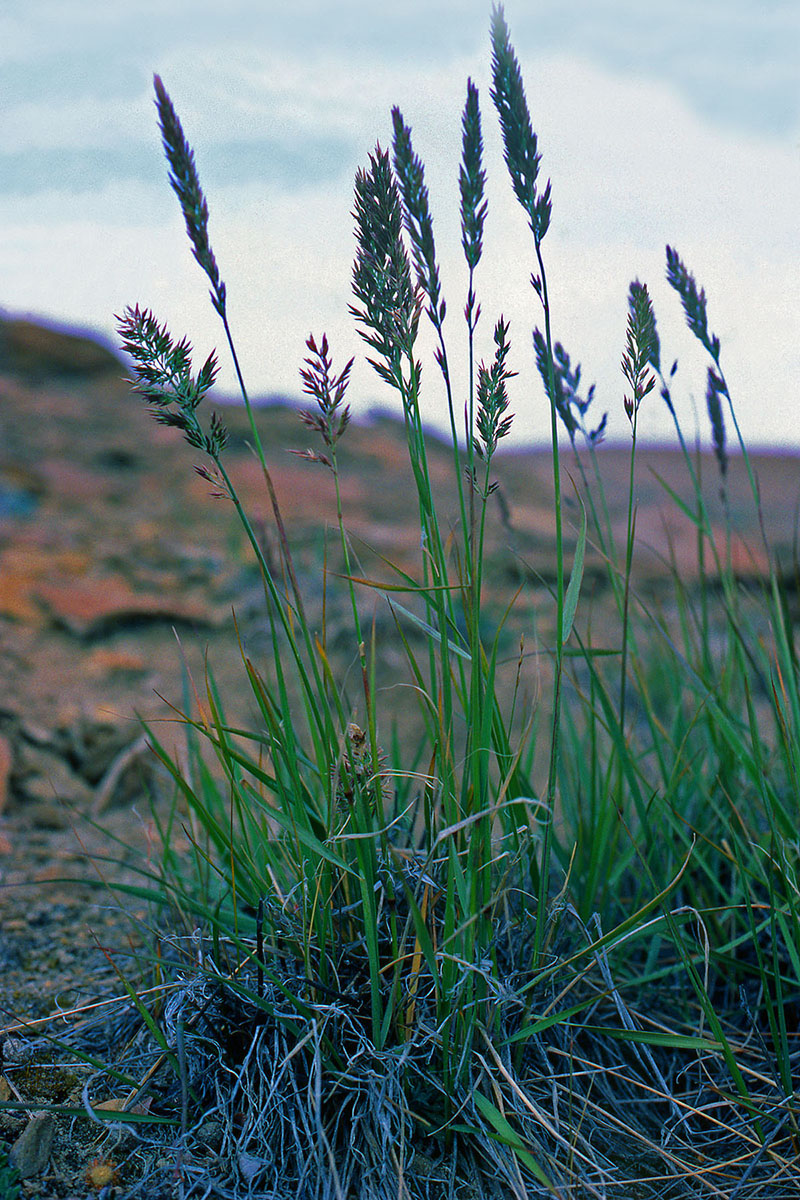 Poaceae Calamagrostis purpurascens