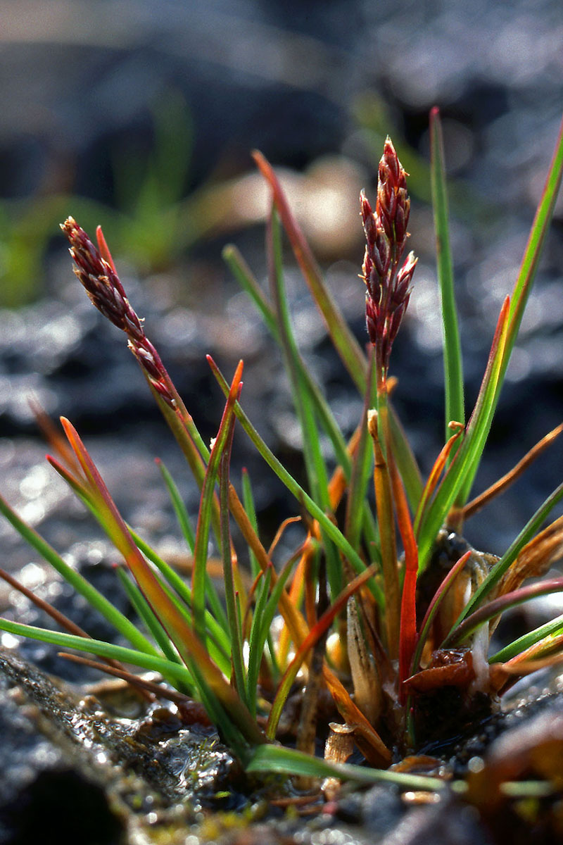 Poaceae Puccinellia vahliana