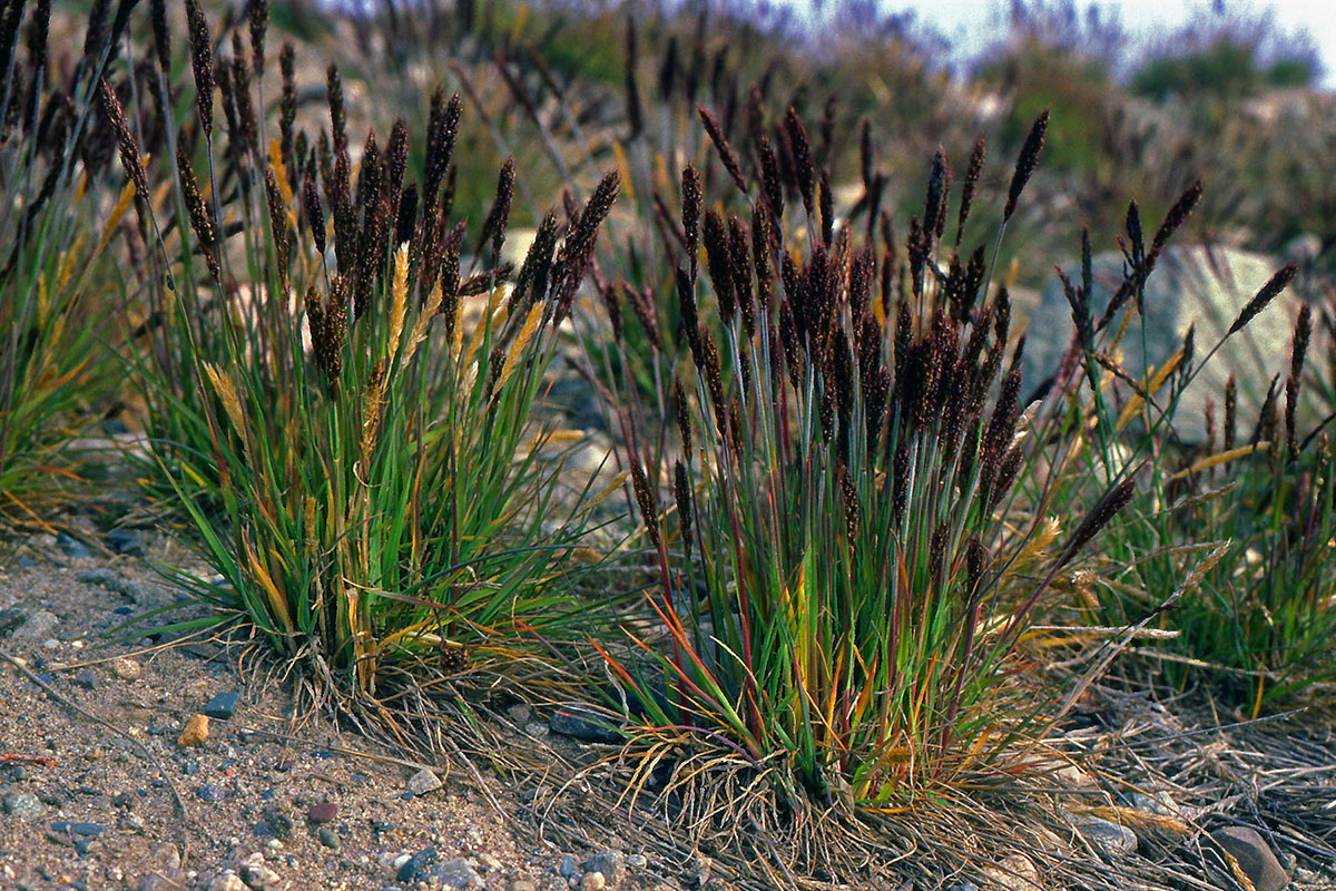 Poaceae Trisetum spicatum