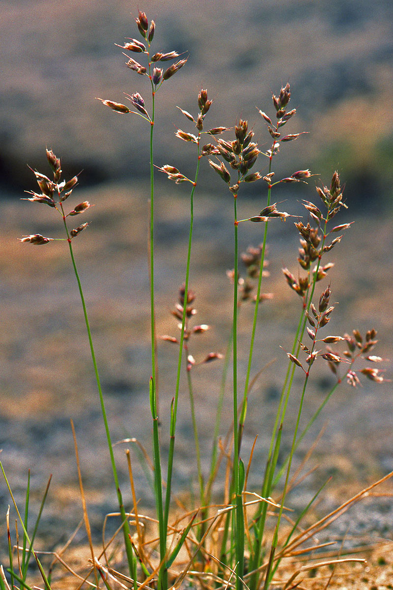 Poaceae Hierochloe alpina