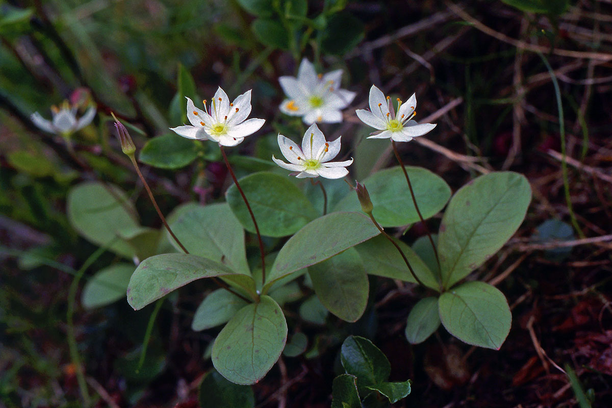 Primulaceae Lysimachia europaea