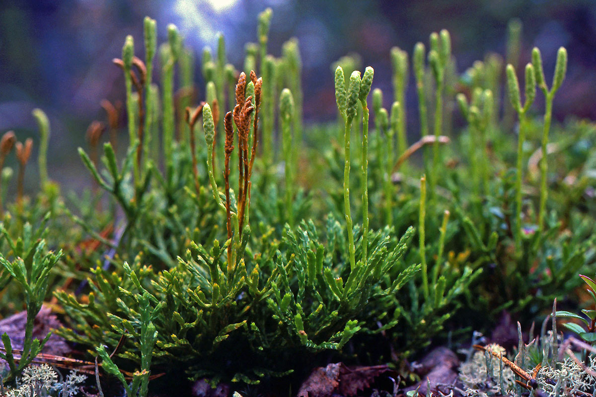 Lycopodiaceae Diphasiastrum complanatum