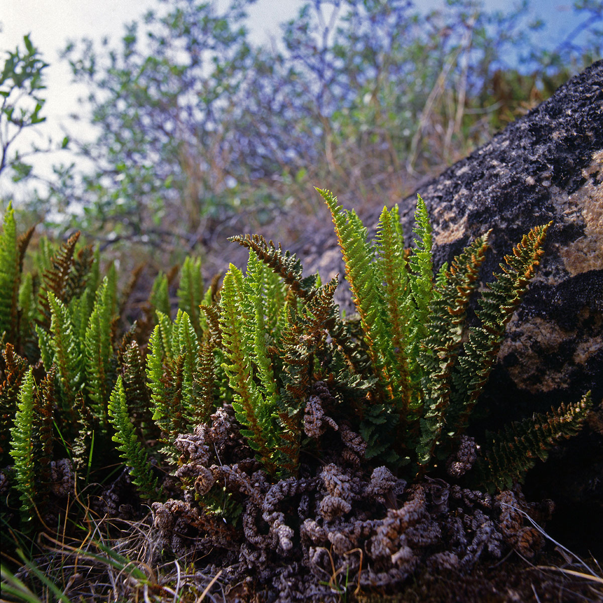 Dryopteridaceae Dryopteris fragrans