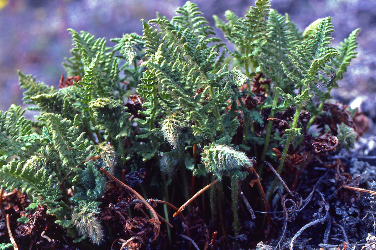 Woodsiaceae Woodsia ilvensis