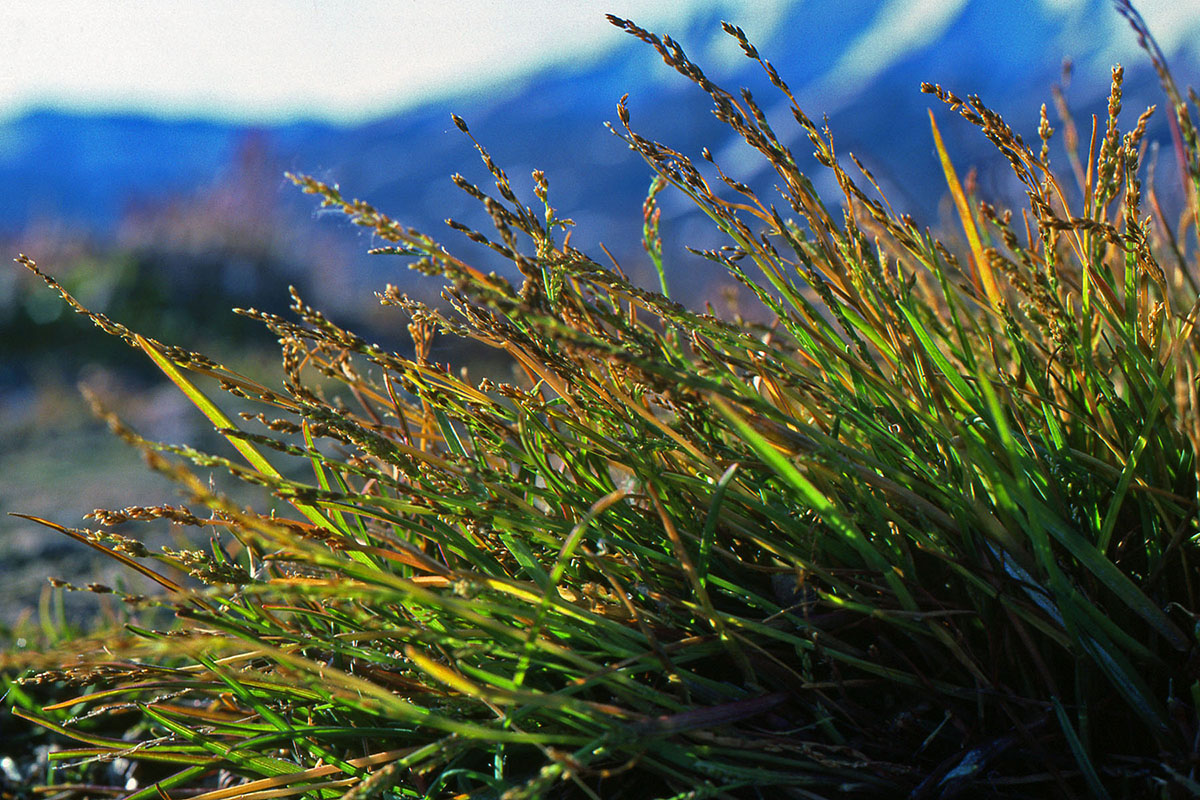 Poaceae Phippsia algida