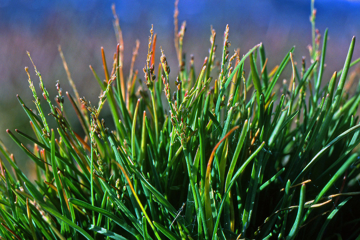 Poaceae Phippsia algida