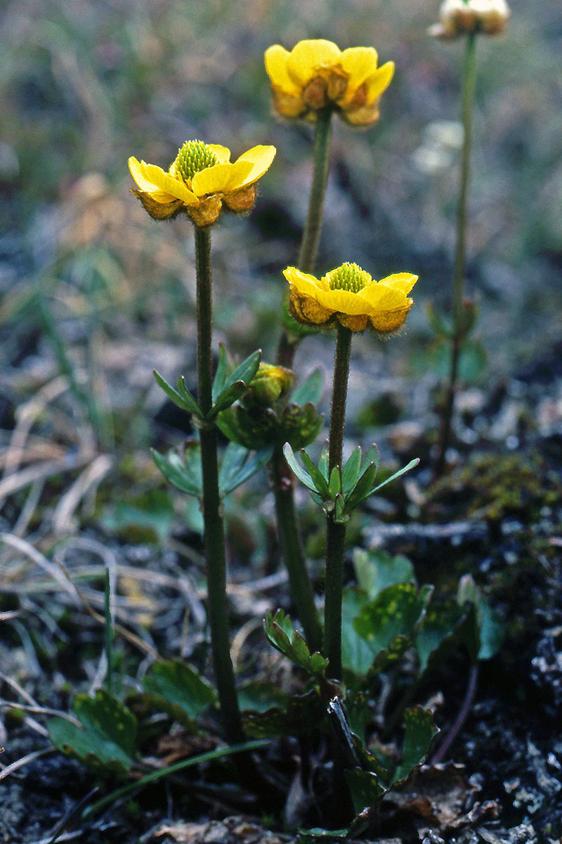 Ranunculaceae Ranunculus sulphureus