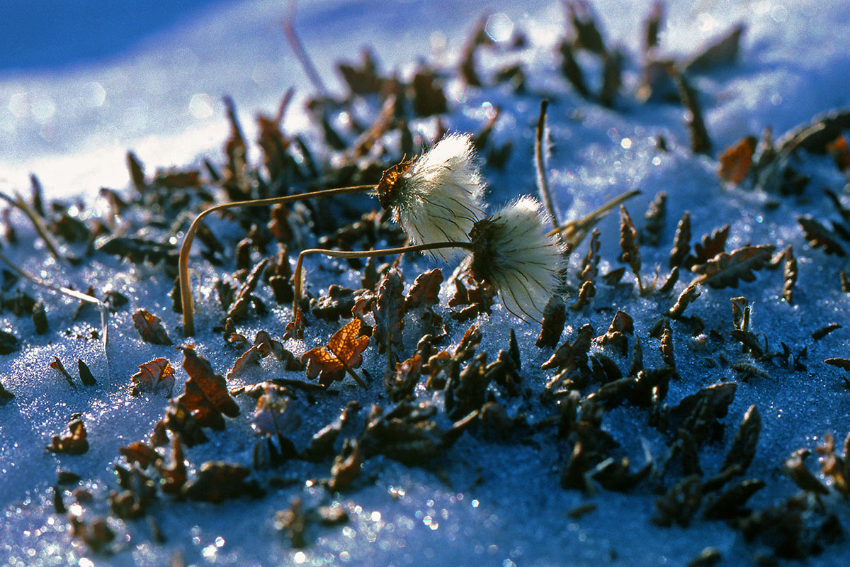 Rosaceae Dryas octopetala
