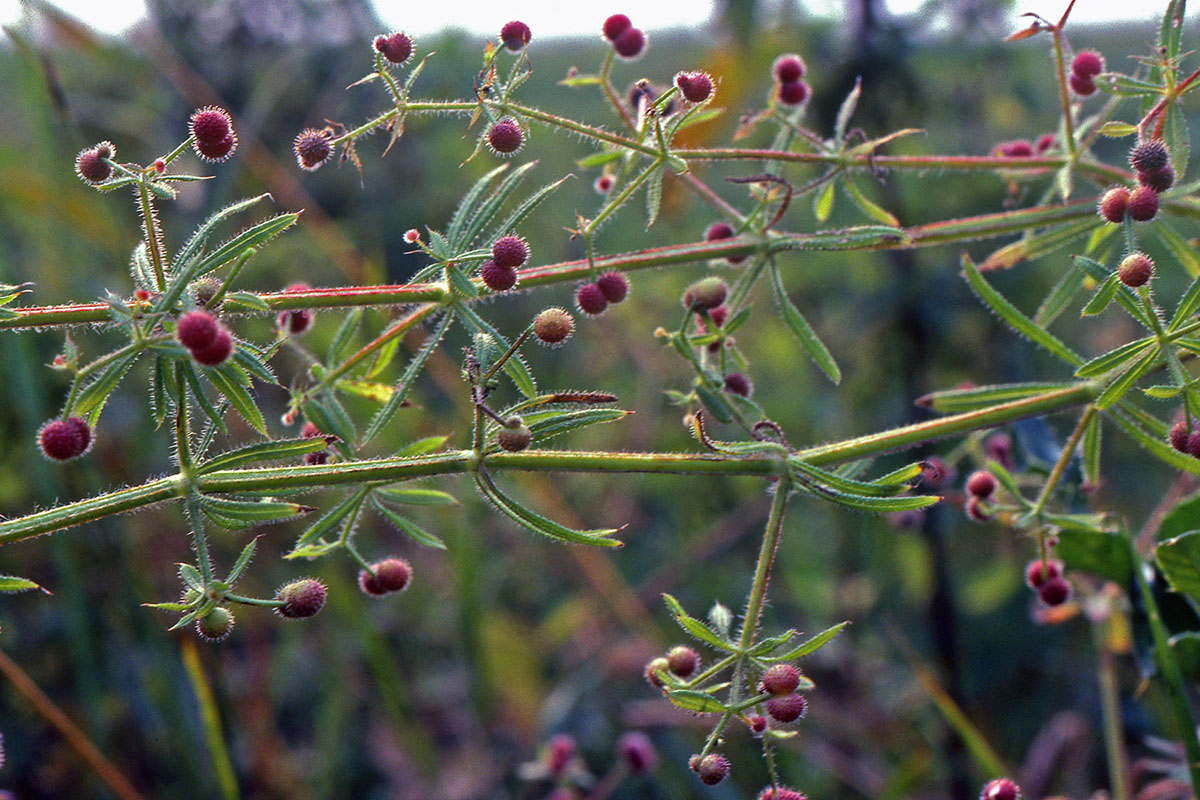 Rubiaceae Galium aparine