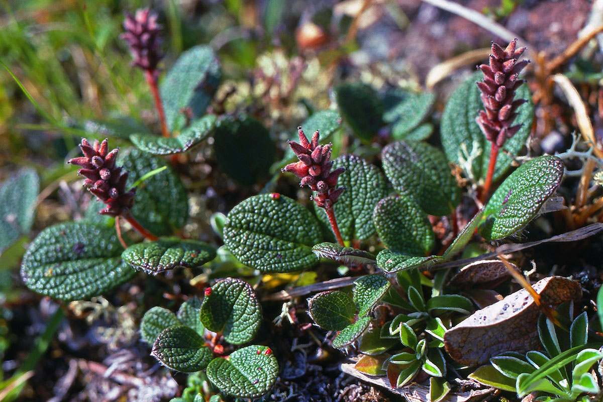 Salicaceae Salix reticulata