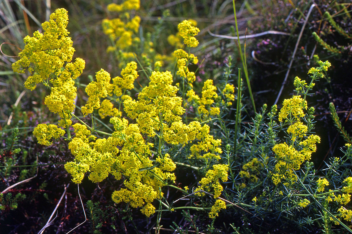 Rubiaceae Galium verum