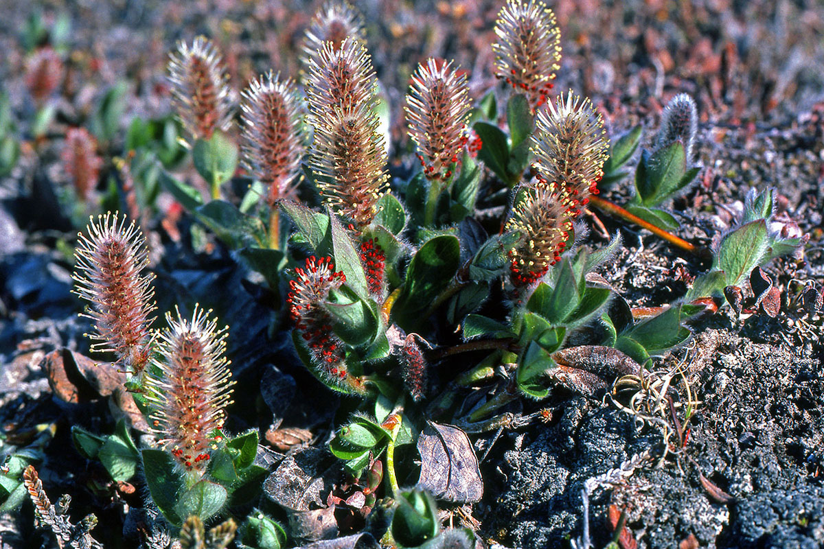 Salicaceae Salix arctica