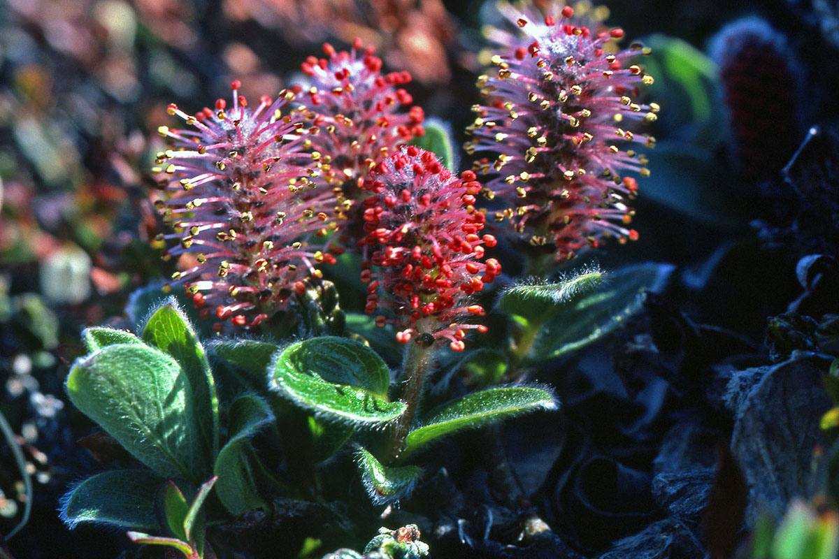 Salicaceae Salix arctica