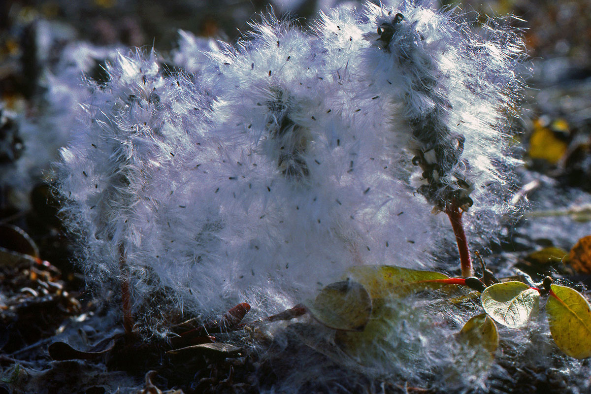 Salicaceae Salix arctica