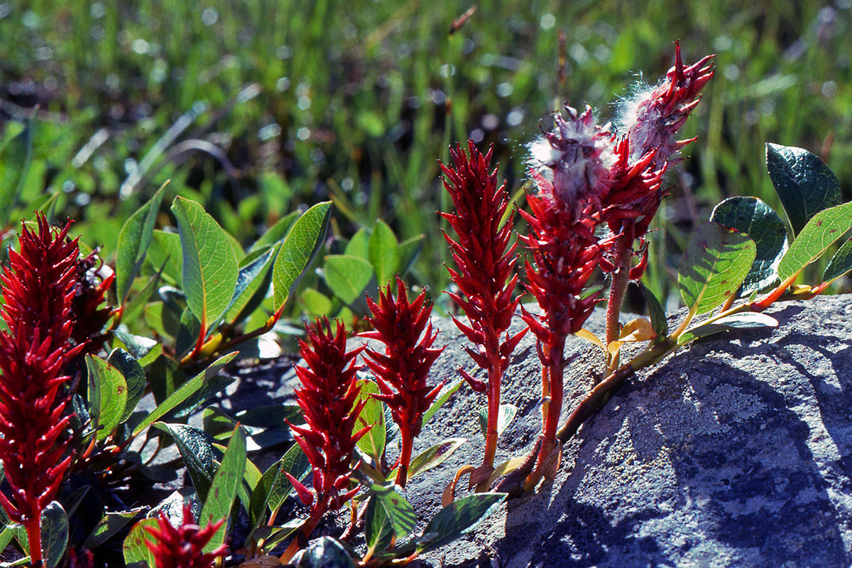 Salicaceae Salix arctophila