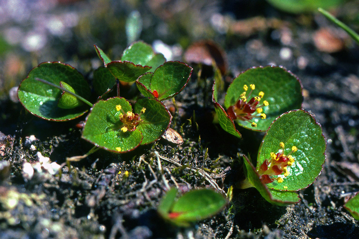 Salicaceae Salix herbacea