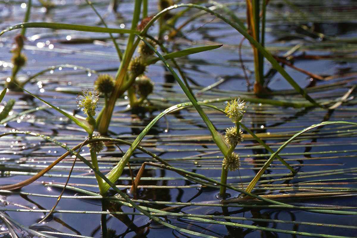 Typhaceae Sparganium angustifolium