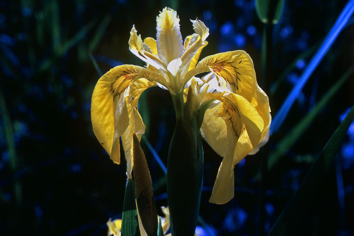 Iridaceae Iris pseudacorus