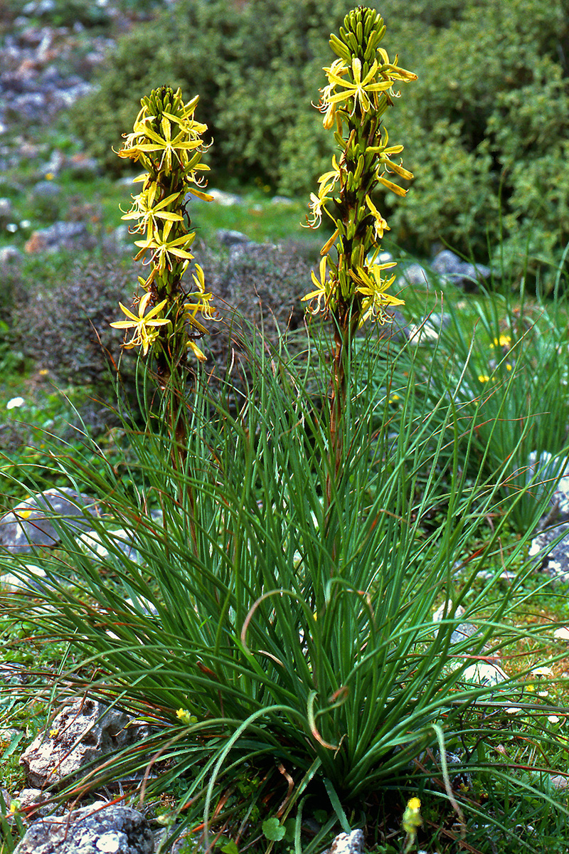 Asphodelaceae Asphodeline lutea