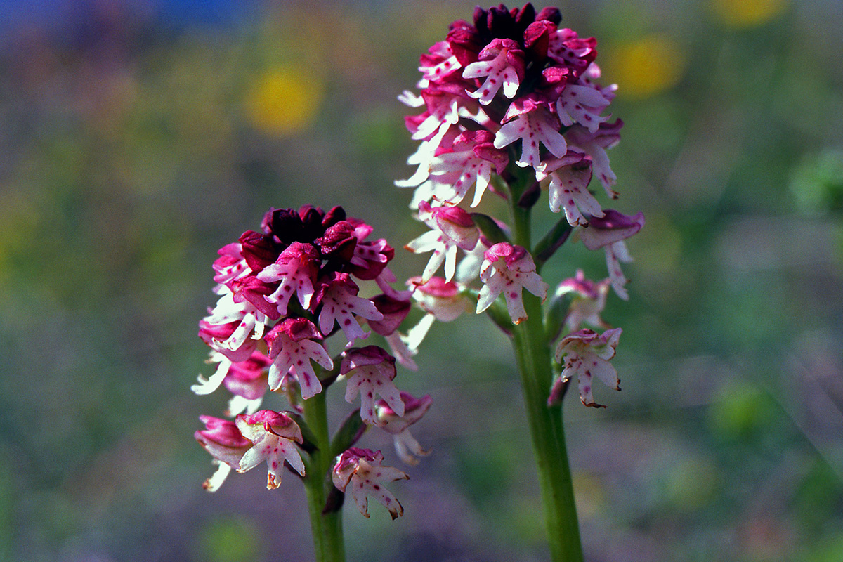 Orchidaceae Neotinea ustulata