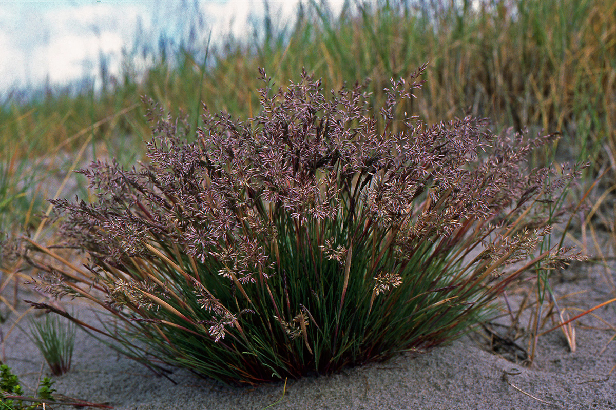 Poaceae Corynephorus canescens