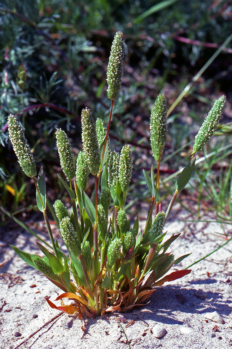 Poaceae Phleum arenarium