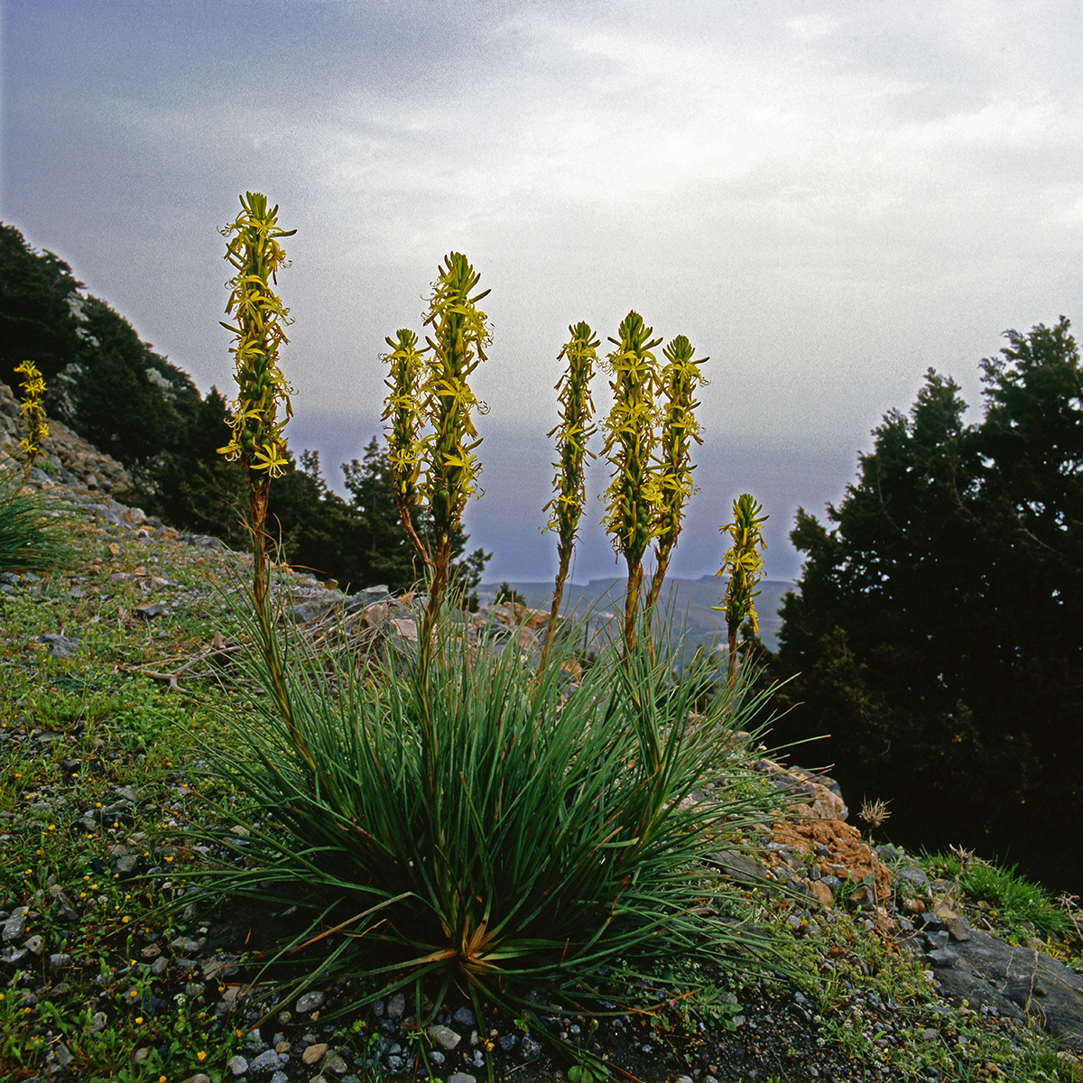 Asphodelaceae Asphodeline lutea