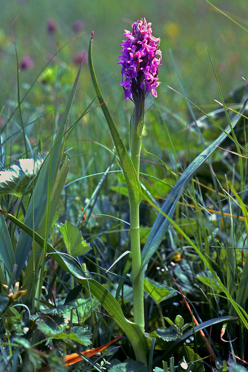 Orchidaceae Dactylorhiza incarnata