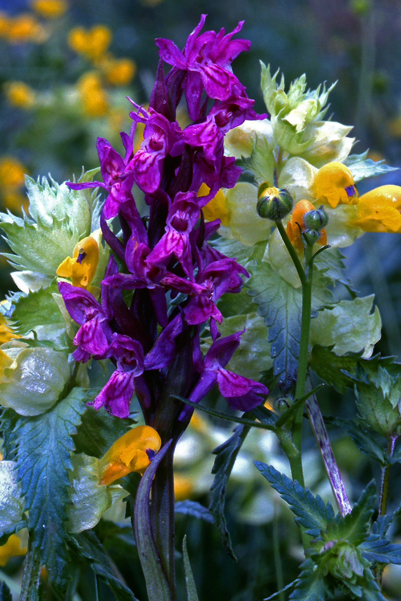 Orchidaceae Dactylorhiza incarnata