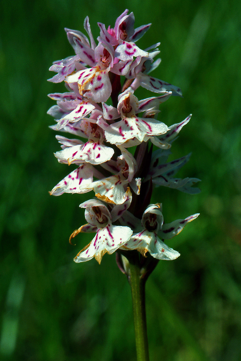 Orchidaceae Dactylorhiza maculata