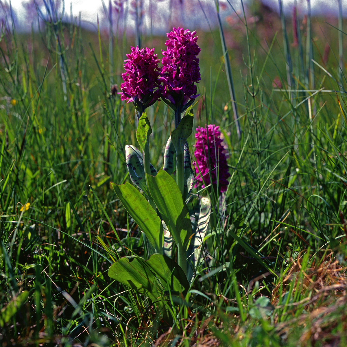 Orchidaceae Dactylorhiza purpurella