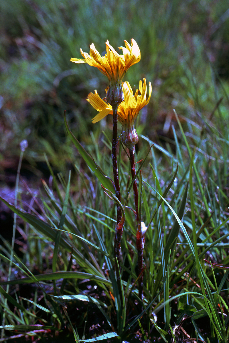 Asteraceae Scorzonera humilis