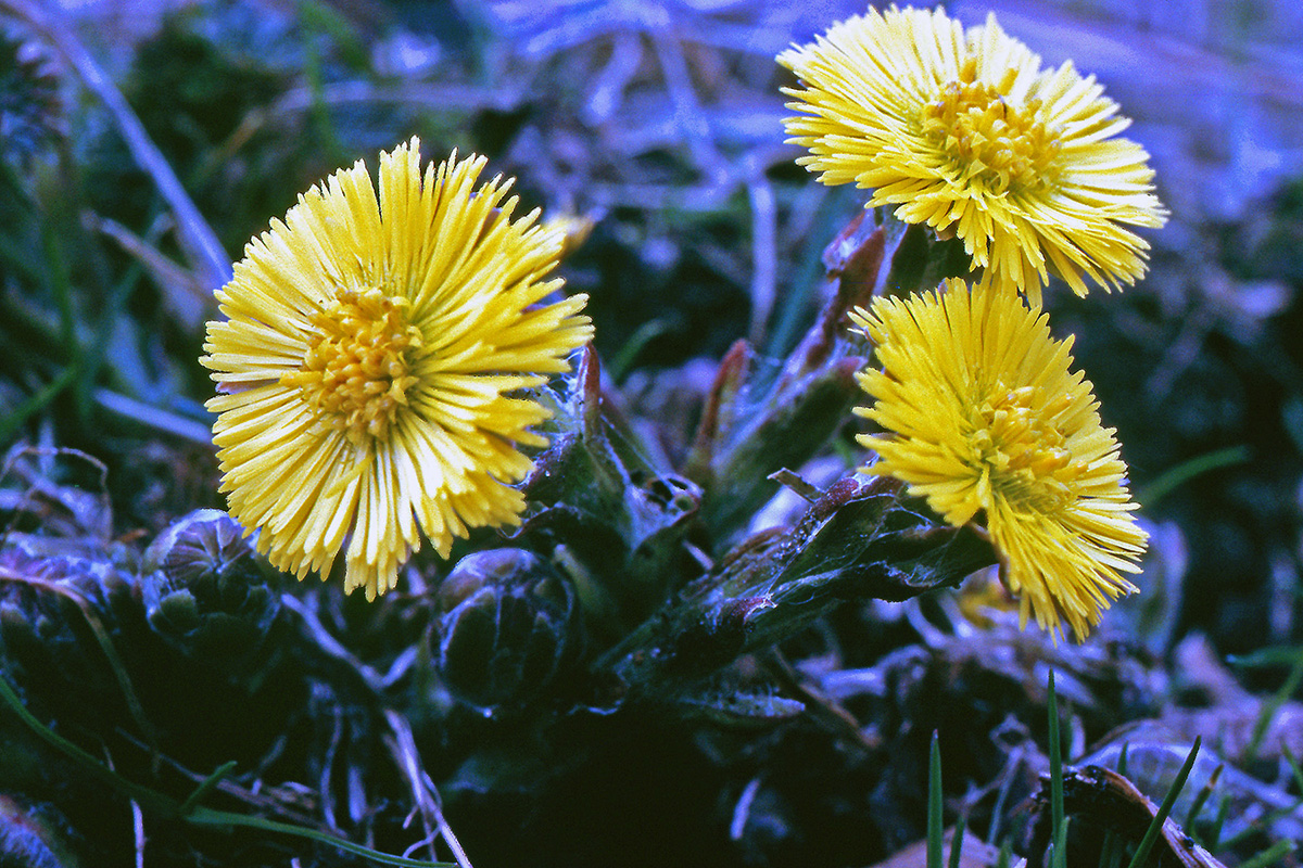 Asteraceae Tussilago farfara