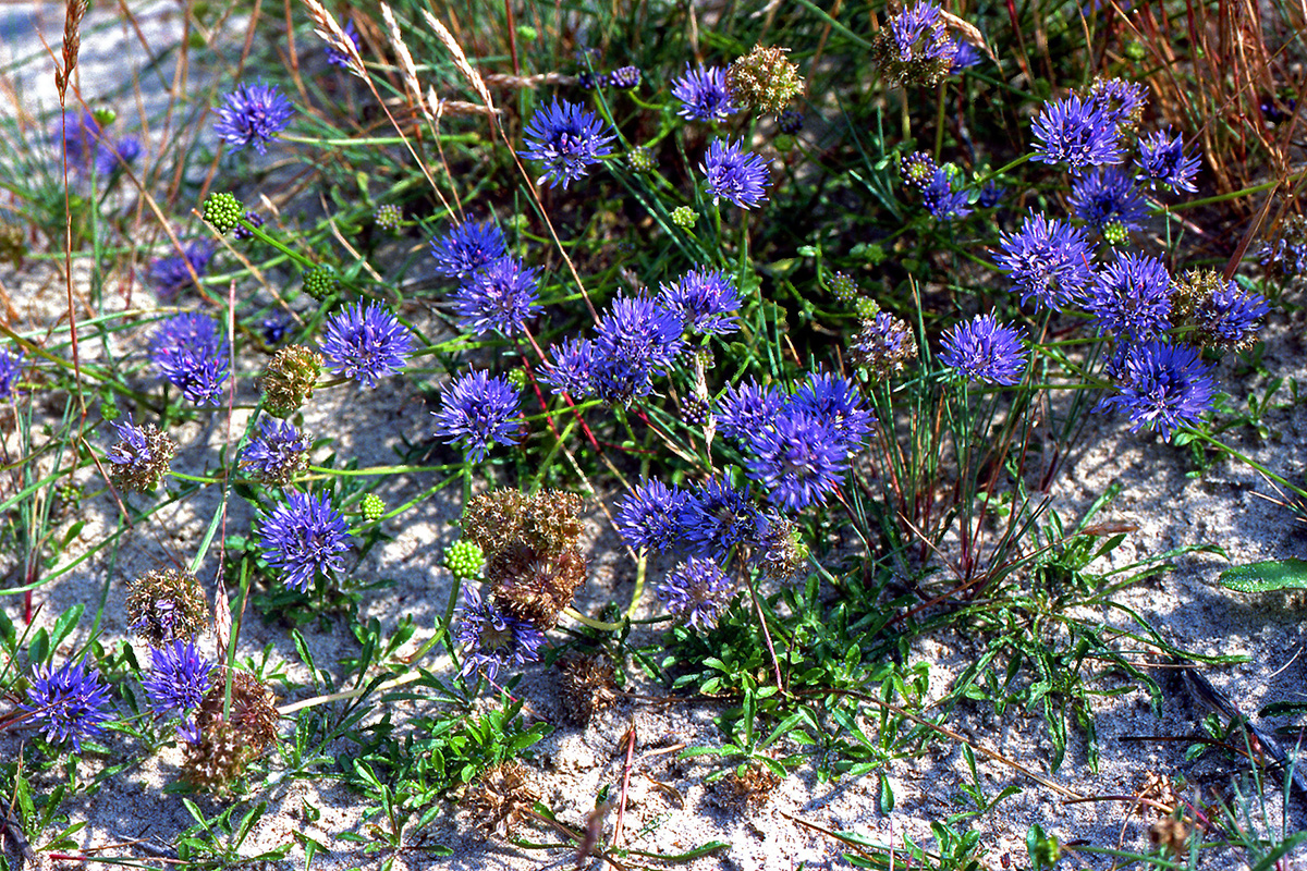 Campanulaceae Jasione montana