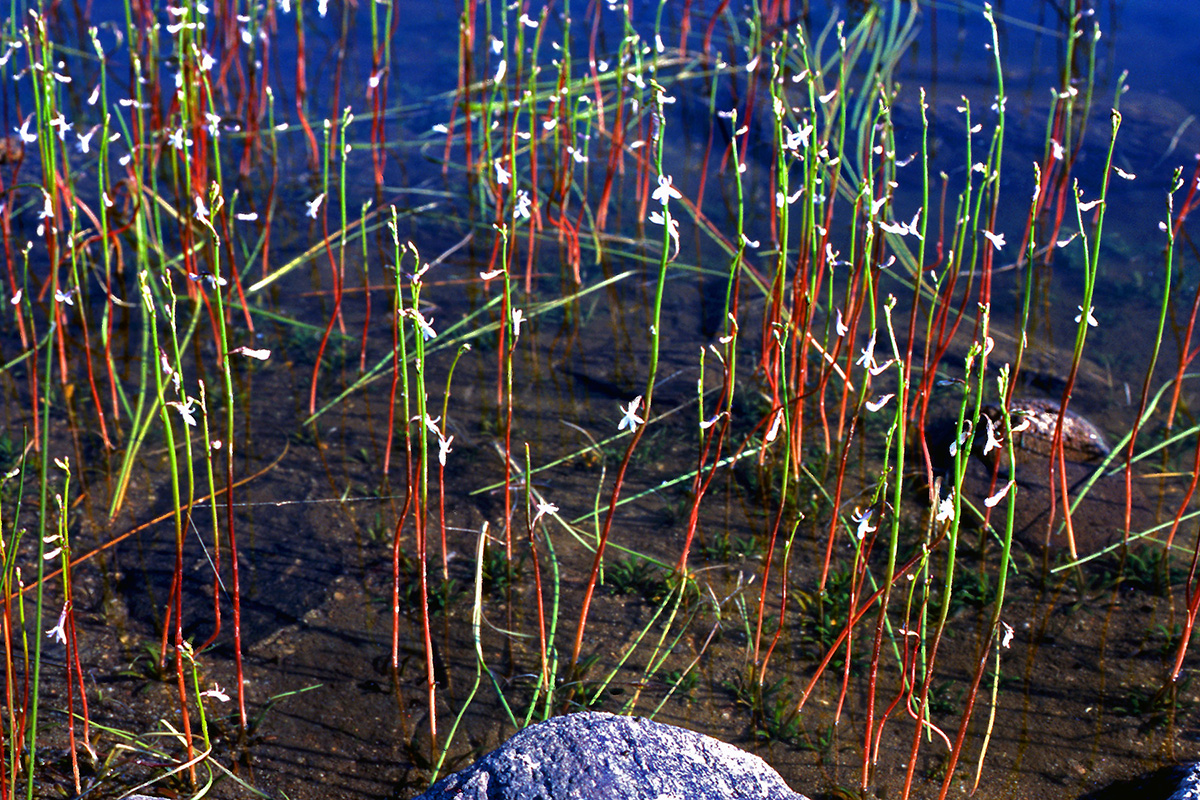 Campanulaceae Lobelia dortmanna